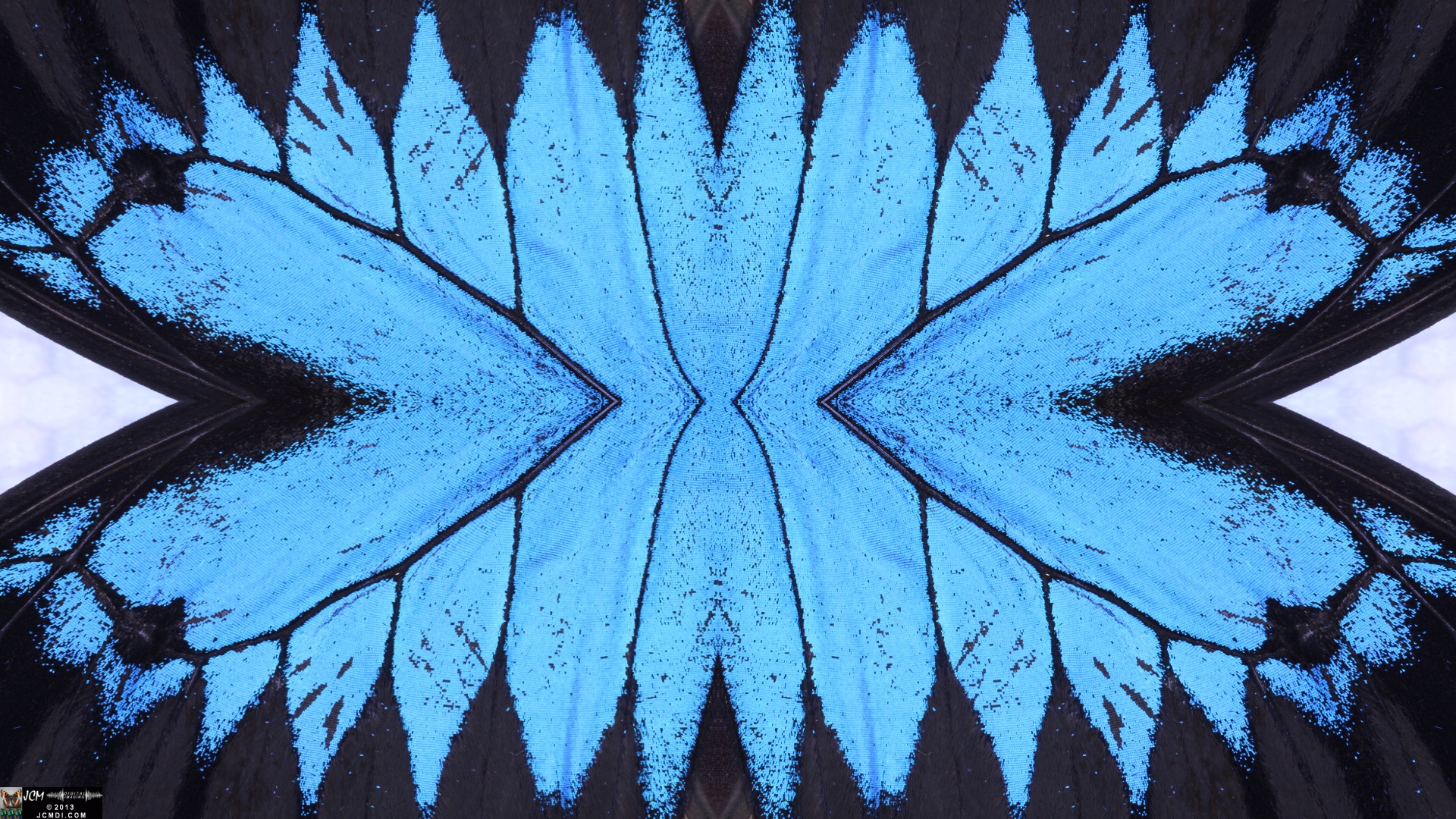 Butterfly Scales Macro Stills quadroscopic image